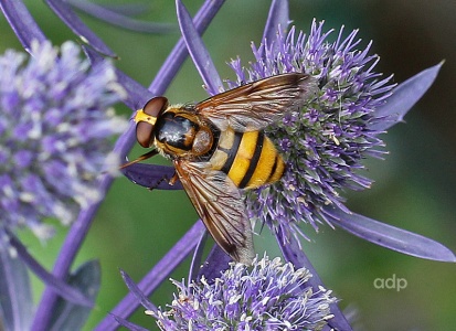 Volucella inanis, female,  Alan Prowse
